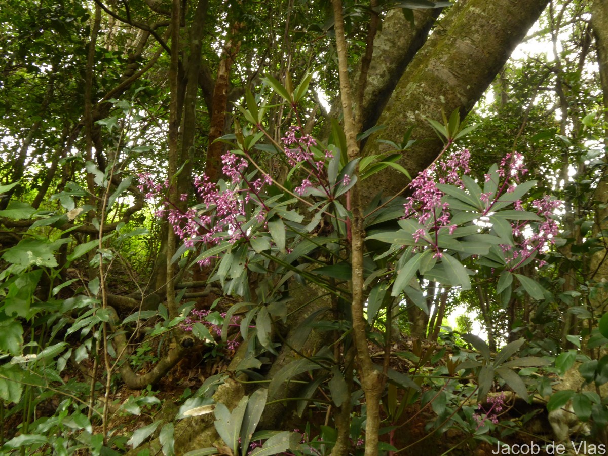 Ardisia rothii A.DC.